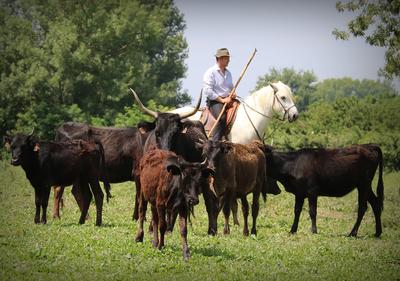 Manade des Chanoines