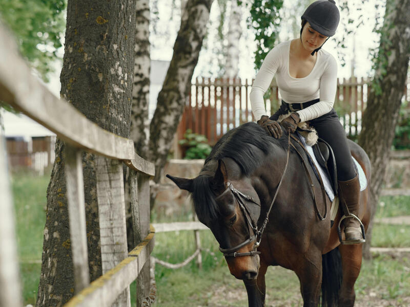 Randonnée équestre : Forêt Domaniale du Trait Maulévrier