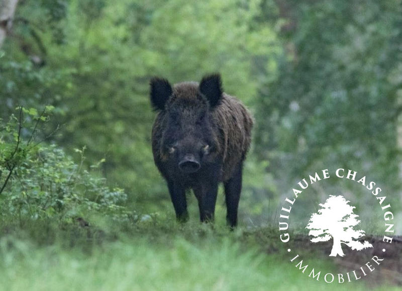 Terrain - 91 647 m²