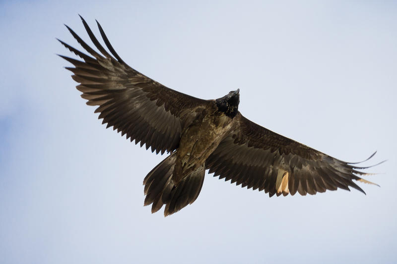 Migration des Oiseaux