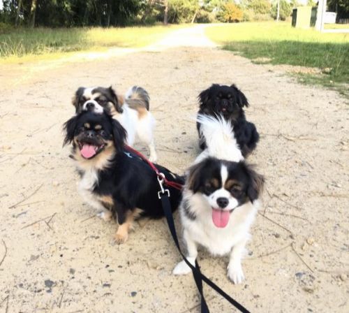 Anigarde services animaliers