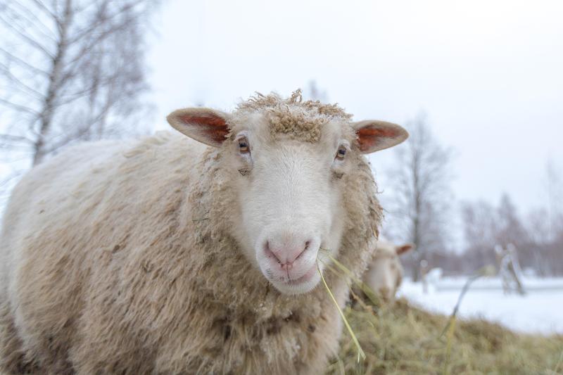 La balade enchantée de Noël à la ferme