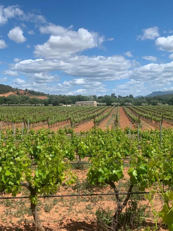 Château de la Galinière - Immersion vignes et vins