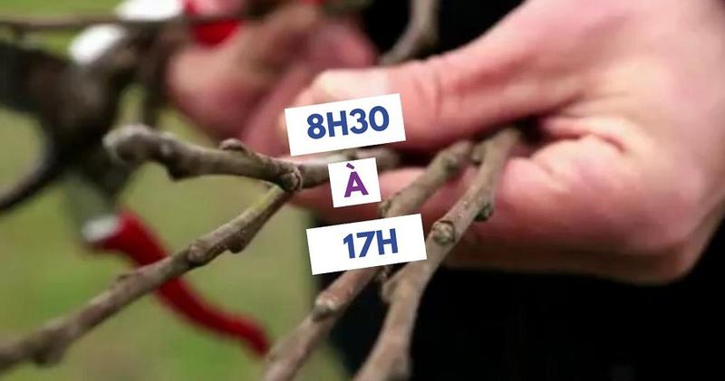 Atelier taille et greffe