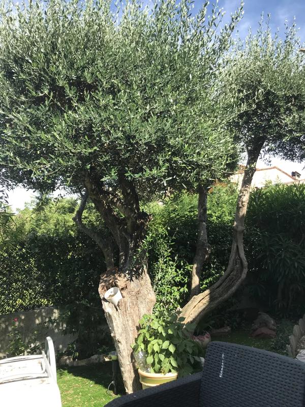 Mas - 90 m² - 3 pièces