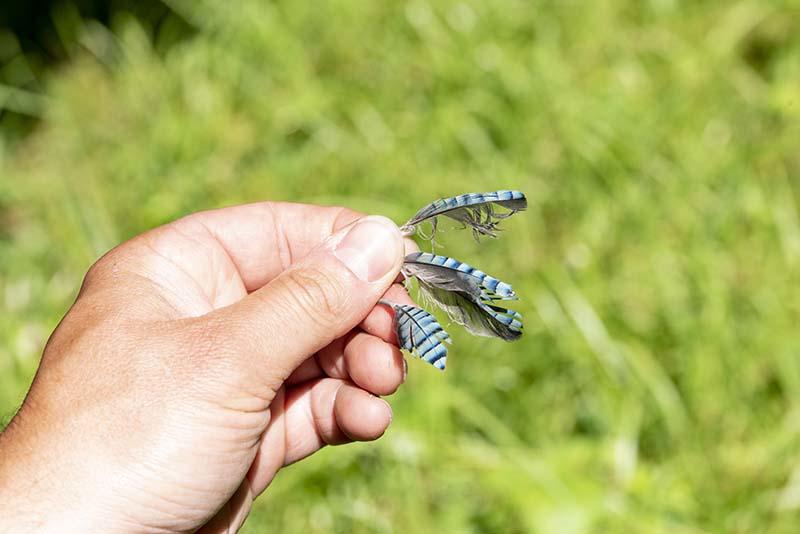 Sortie - à poils ou emplumés, juste une question de nature !
