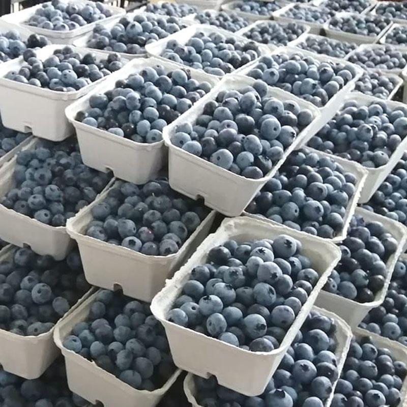 Pépinière du Chardon Bleu