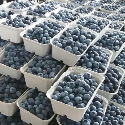 Pépinière du Chardon Bleu