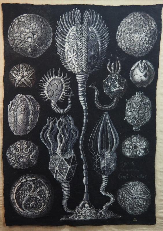 Exposition personnelle de Márta Veronika : les trésors du vivant - Laine, temps et formes