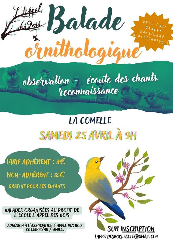 Balade ornithologique