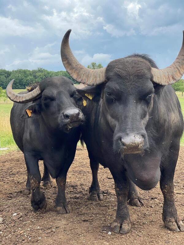 Découverte du Domaine des bufflonnes