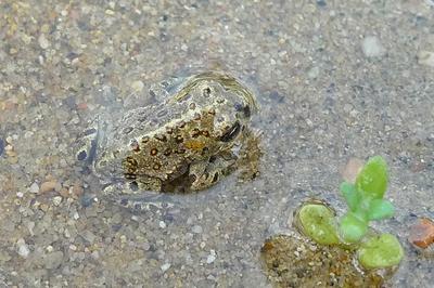 Sortie nature : les amphibiens du site de Courpain