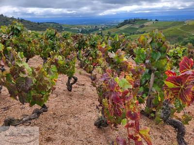 Terrain agricole - 27 297 m²