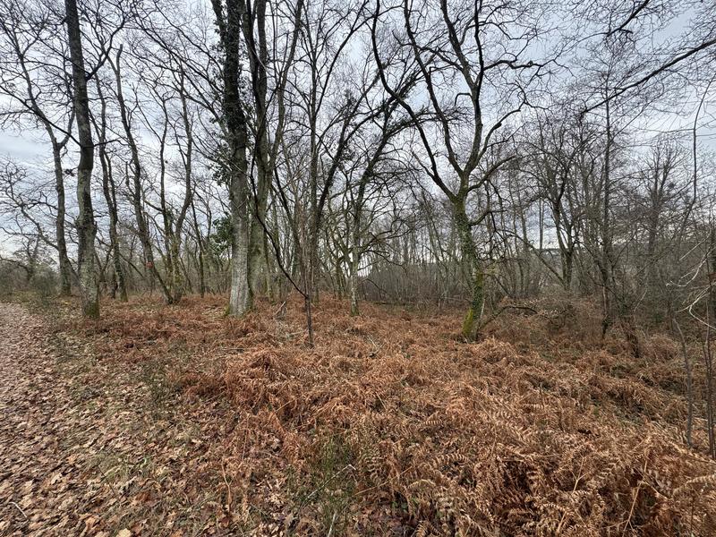 Terrain - 96 131 m²