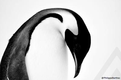 Exposition Antarctica