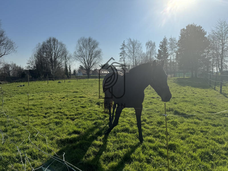 Maison - 274 m² - 5 pièces