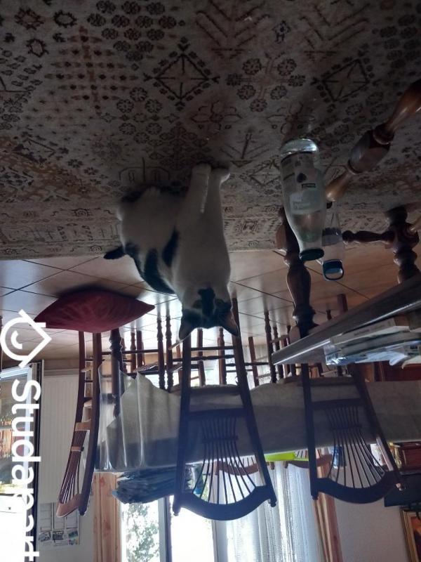 Chambre - 12 m² - 1 pièce