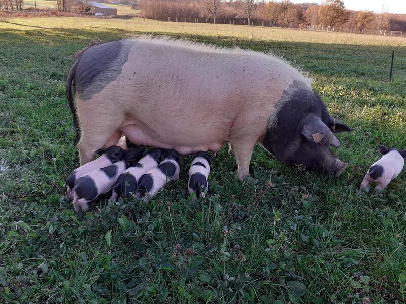 Gaec de la Vache Noire - Été à la Ferme -