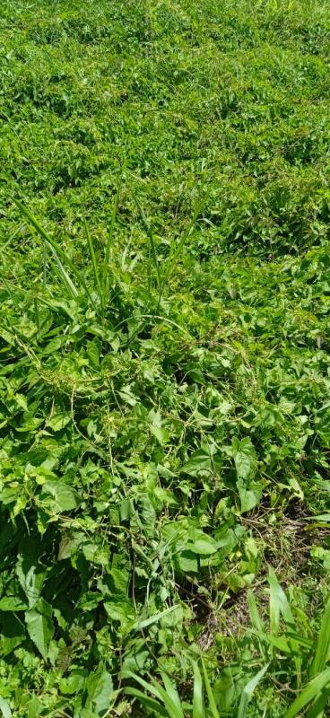 Terrain constructible - 556 m²