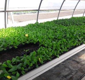 Aux Serres Hermitoises