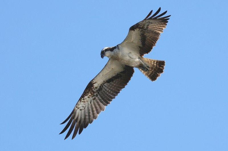 Rapaces nicheurs de Brenne