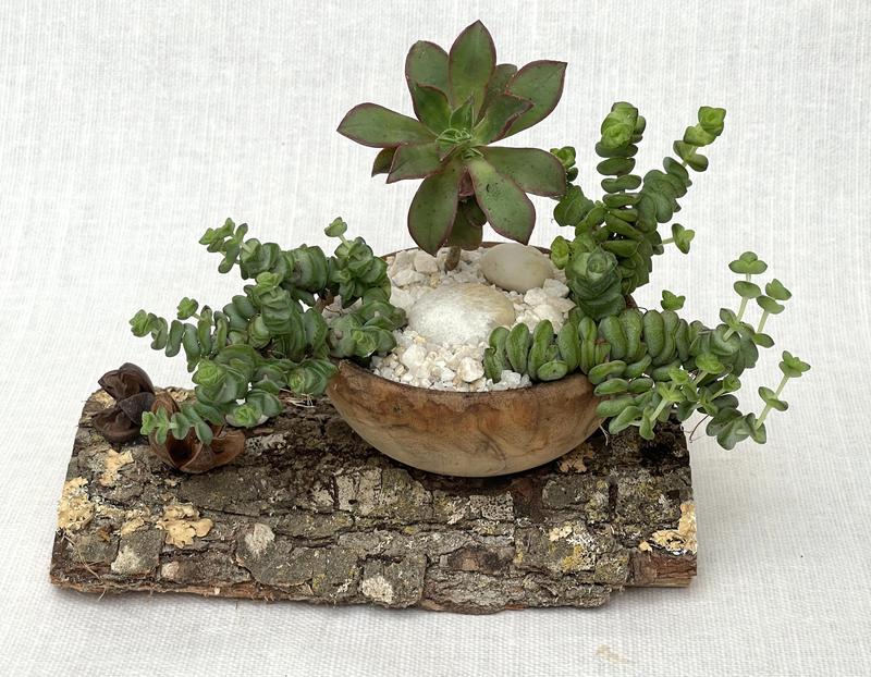 Composition de plantes grasses