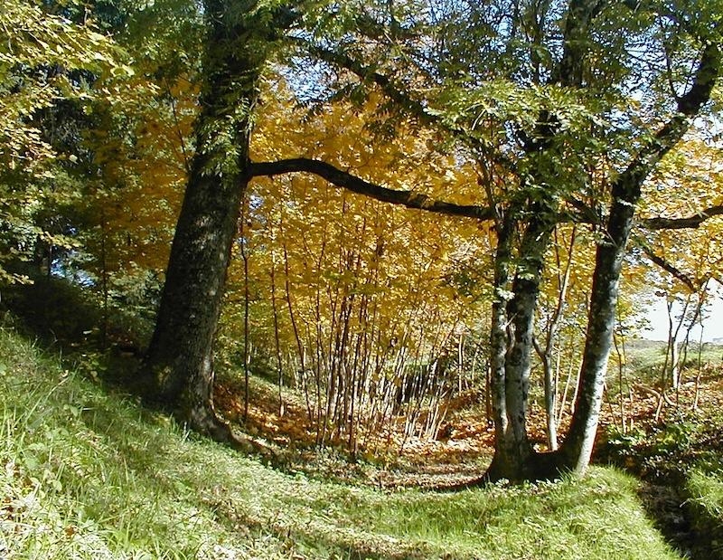 Etat(s) des lieux au jardin d'hélys-oeuvre