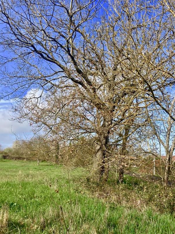 Terrain constructible - 1 700 m²