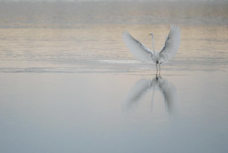 Découverte des oiseaux avec la Lpo