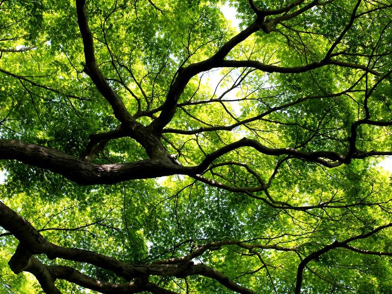 Atelier « Forêt »