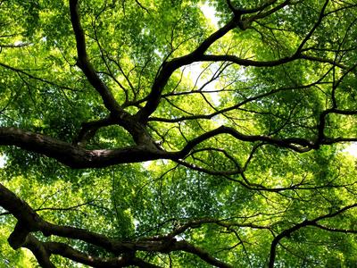 Atelier « Forêt »