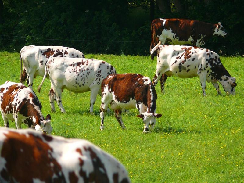 Les Étonnants Patrimoines : Petit troupeau pour les petits