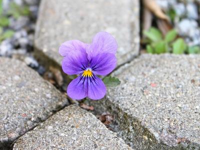 L'Abc du Haut-Minervois - Biodiversite en Ville