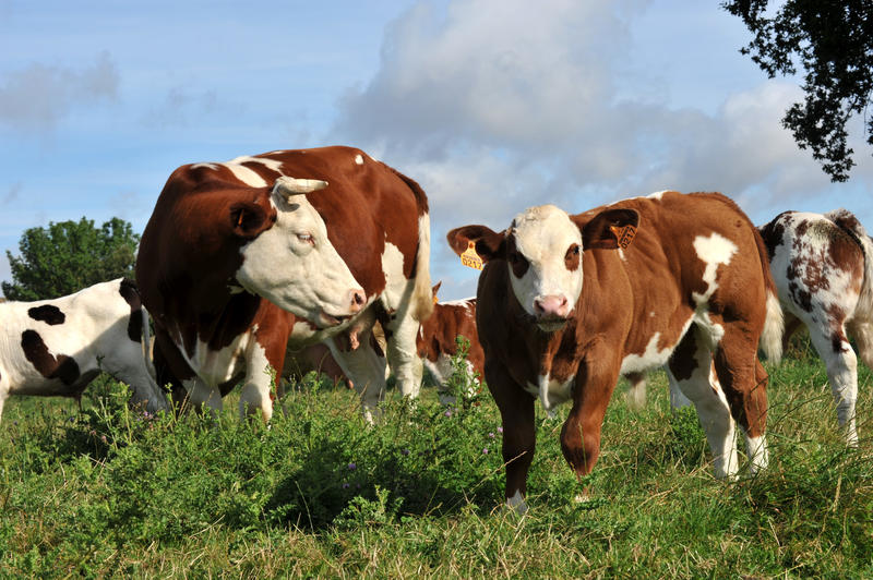 62ème Concours d'animaux de viande