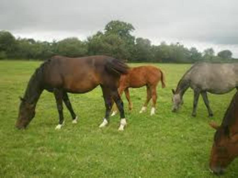 Fermette - 110 m² - 4 pièces