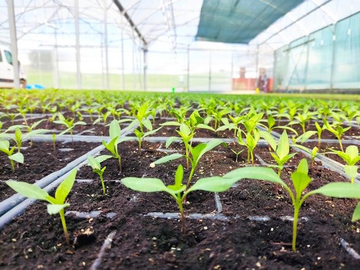 Atelier Semis : de la graine à la vie