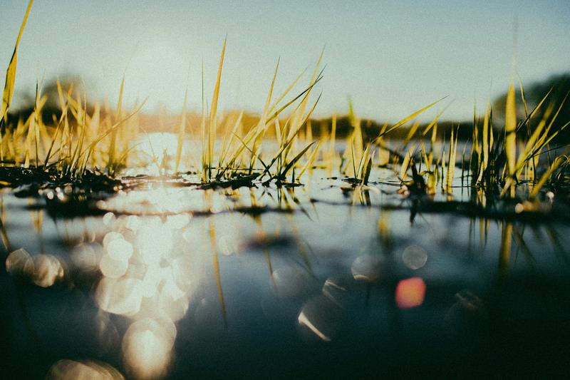 Sortie Nature : a la découverte des zones humides