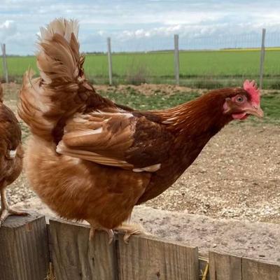 Ferme de Bretonvilliers