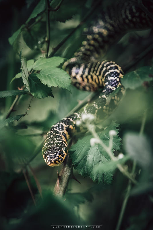 Aujourd'hui, rencontrez le photographe Quentin Bignebat !