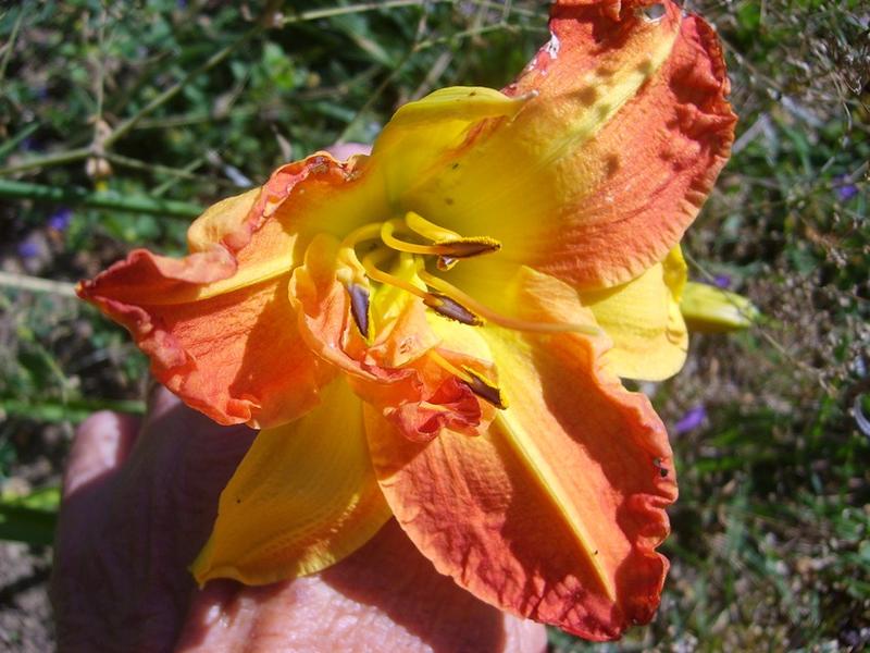 Rendez-vous aux jardins au Jardin de Mireille