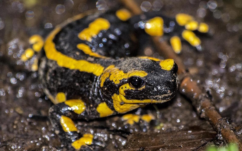 Sortie nature Cpie Pays Basque : "La double vie des amphibiens"