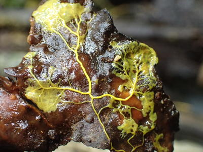 Conférence - la Métamorphose des Myxomycètes