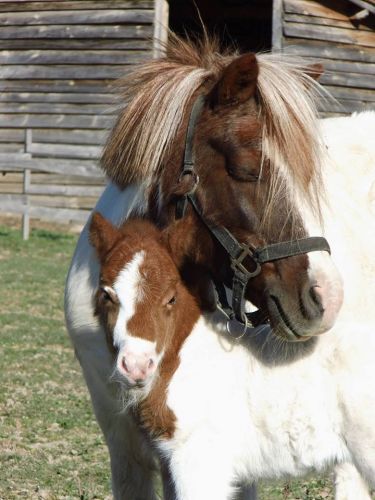 Ferme Pédagogique de la Moulerette