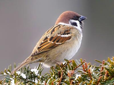 Atelier famille - Mangeoire à oiseaux à la Commanderie d'Arville