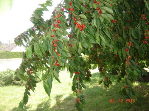 Le Carron de  la  Chapelle