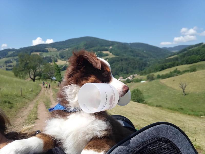 Marche gourmande - les terrasses de Lapoutroie