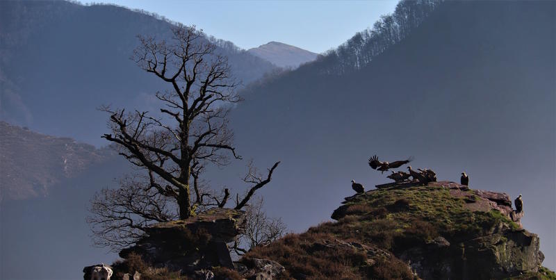 Randonnée "Sous les ailes du vautour fauve"