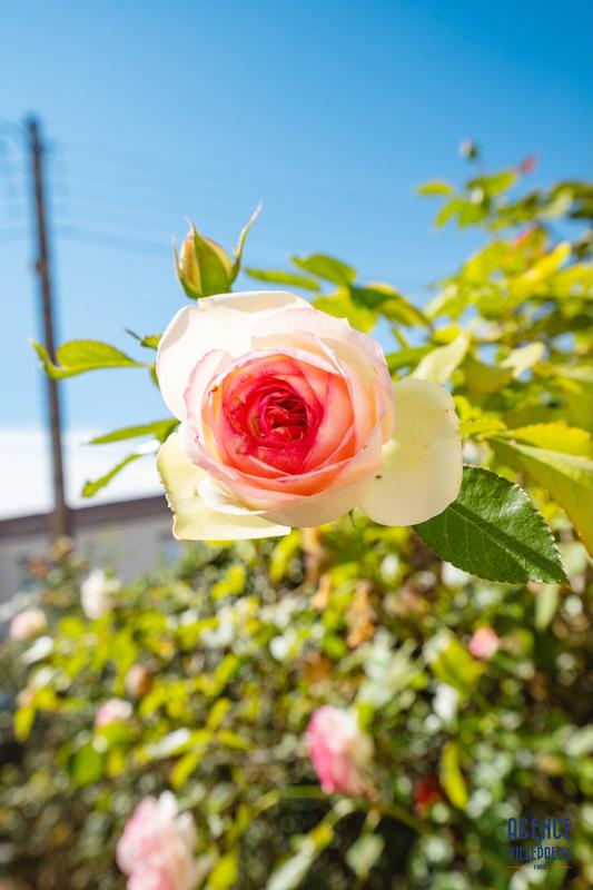 Maison ancienne - 93 m² - 5 pièces