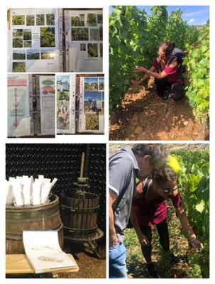 Sur les Pas du Vigneron