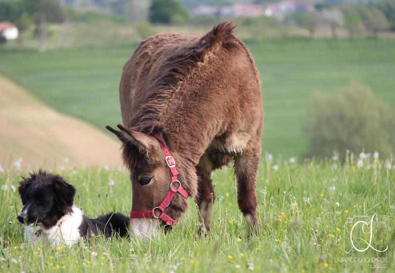 Les animaux de la ferme, jeux de société, tatouage, décoration de Noël et chalet des associations